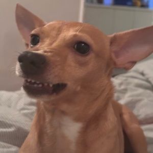 Meet your Posher, Holly